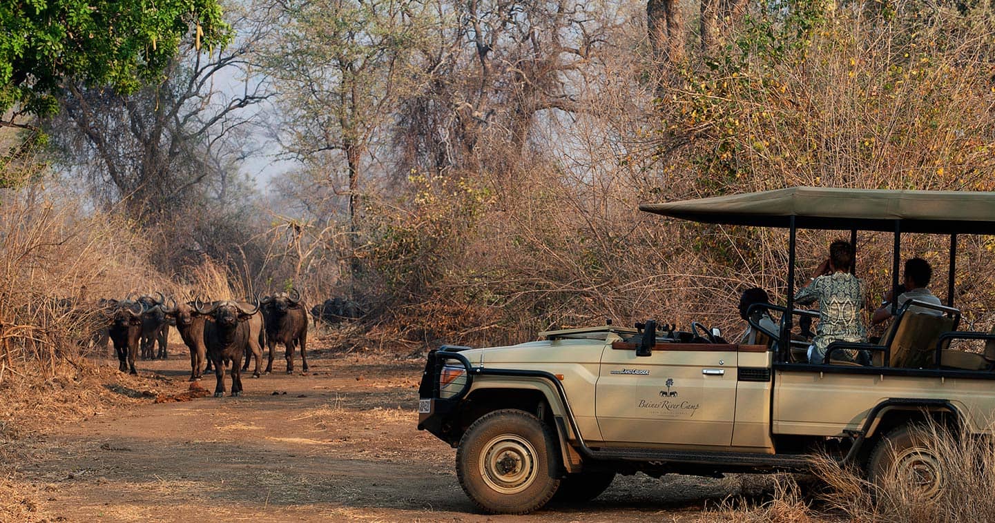 Jungle Safari
